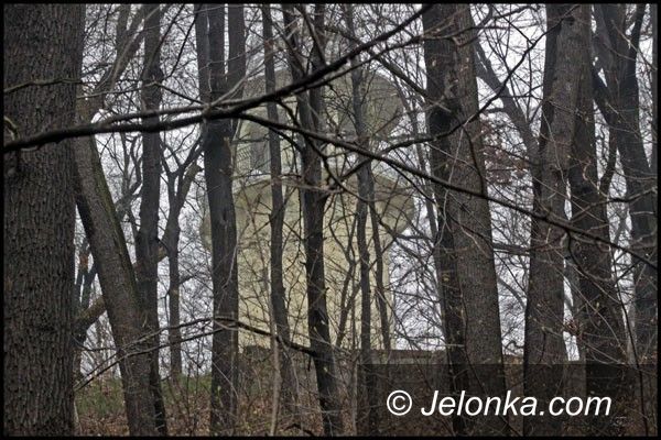JELENIA GÓRA: Samosiejki pod topór dla lepszych widoków