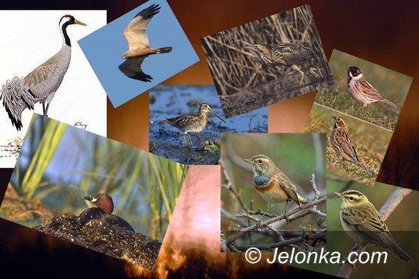 JELENIA GÓRA: Ptaki rzadkich gatunków spłonęły w pożarze