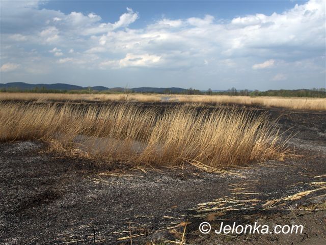 JELENIA GÓRA: List nie tylko o spalonych ptakach