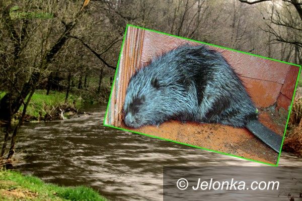 JELENIA GÓRA: Będzie dobrze bobrom w Bobrze?