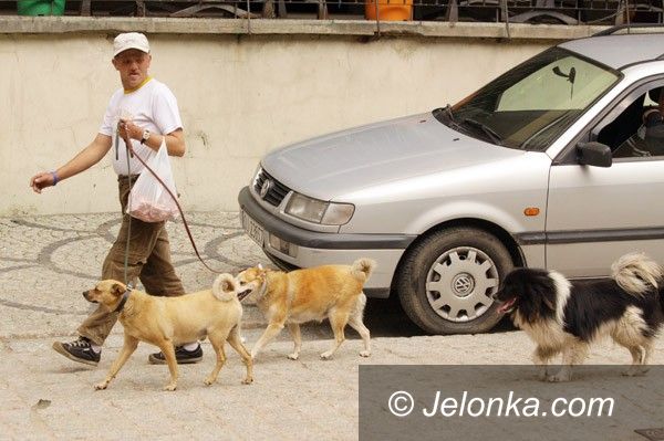 JELENIA GÓRA: Kolorowy zwierzyniec pod ratuszem