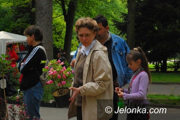 JELENIA GÓRA: Cieplice z kwiatami i glinoludami