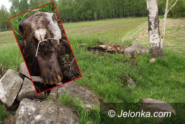 REGION: Koński szkielet blisko kurortu