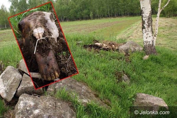 REGION: Koński szkielet blisko kurortu