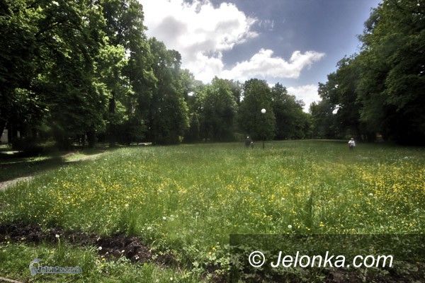 JELENIA GÓRA: Park Zdrojowy jak ściernisko