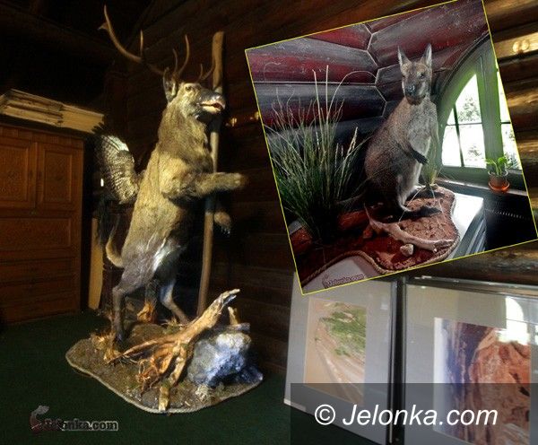 JELENIA GÓRA: Pyton, tygrys, kangur, jeleń