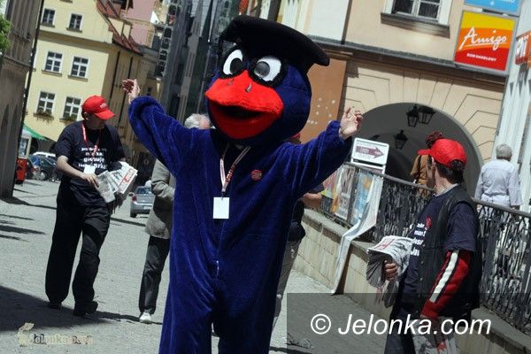 JELENIA GÓRA: Spacer Kaczora w mieście