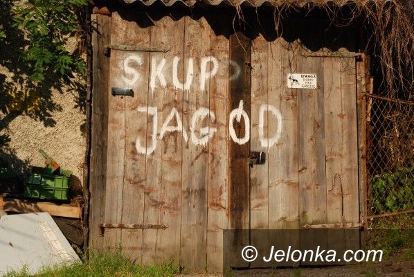 JELENIA GÓRA: Czarny owoc zakazany kusi