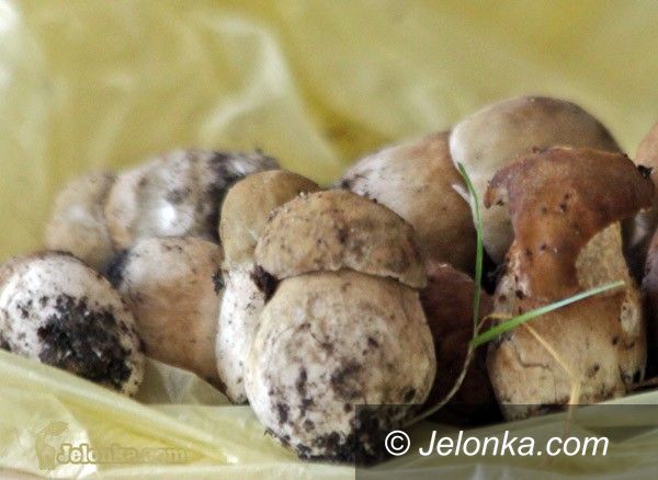 JELENIA GÓRA REGION: Zwiastuny grzybowego urodzaju