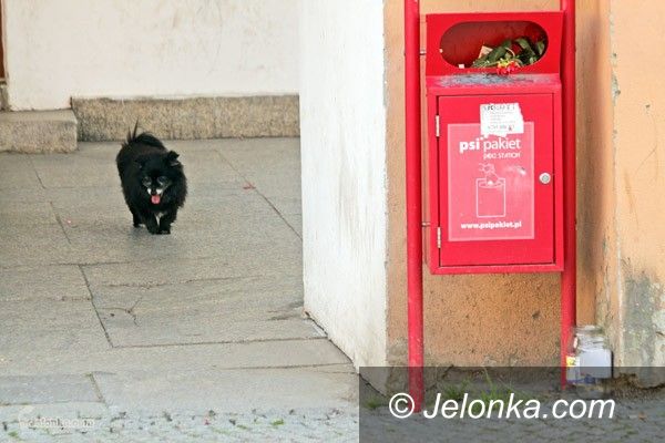 JELENIA GÓRA: Wyrzucają i maltretują zwierzęta