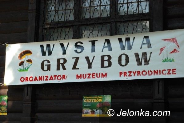 JELENIA GÓRA: Grzybów w bród w Parku Norweskim
