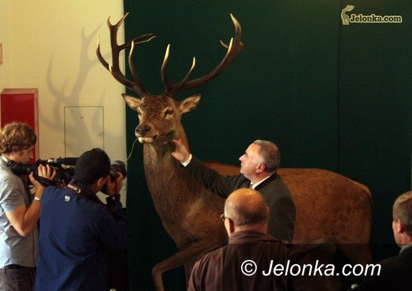 JELENIA GÓRA: Jeleń „zszedł” z herbu na piętro ratusza