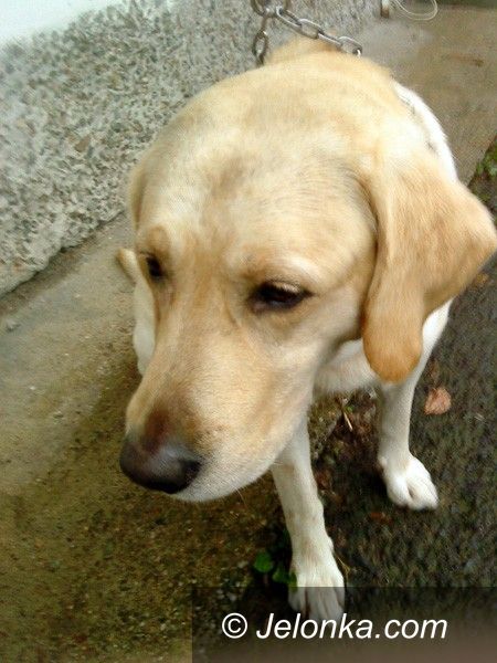 JELENIA GÓRA: Pies czeka na człowieka. Czyj to labrador?