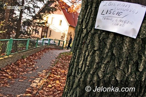 JELENIA GÓRA: Czyste chodniki jesienią? Liściany biznes.