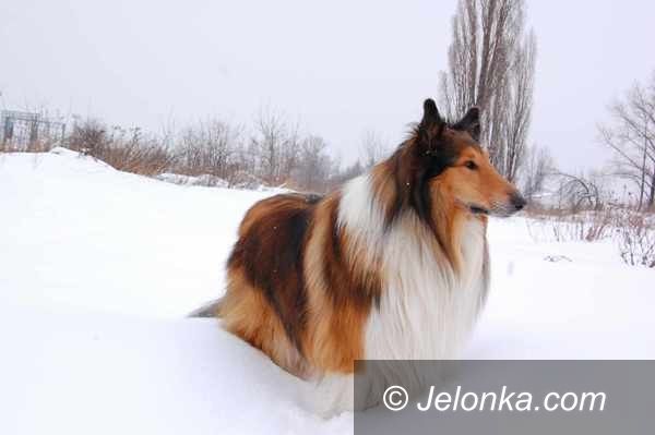 REGION: Kto widział owczarka collie