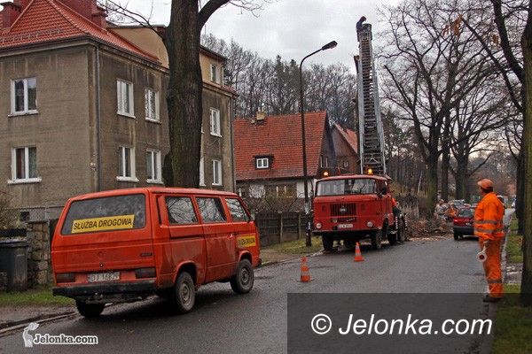 JELENIA GÓRA: Ubywa dębów z ulicy Słowackiego