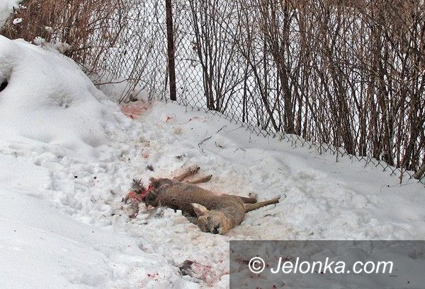 JELENIA GÓRA: Śmierć pięknych saren (drastyczne zdjęcia)