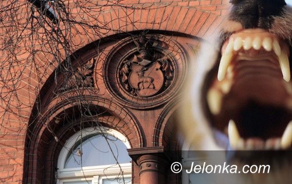 JELENIA GÓRA: Zabił psa framugą. W obronie wujka?