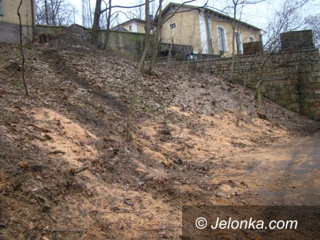 JELENIA GÓRA: Ścinka na Wzgórzu Kościuszki. Dlaczego?