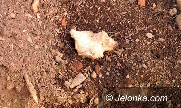 JELENIA GÓRA: Szczątki ludzkie w Wojanowie
