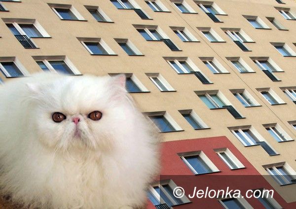 JELENIA GÓRA: Hodowla „persów” w mieszkaniu? Życie w kocim smrodzie