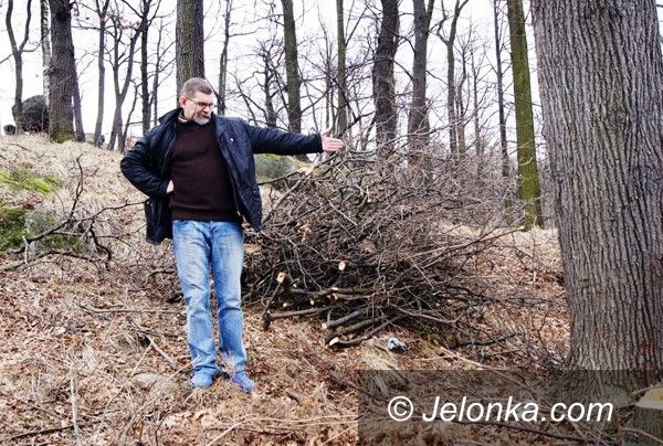 JELENIA GÓRA: Stuletnie dęby i lipy pod topór