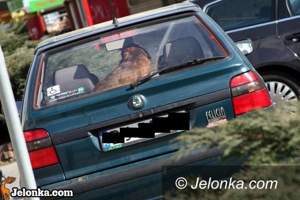 JELENIA GÓRA: Kot i pies zamknięte w mieszkaniu przez trzy dni, bez jedzenia i picia