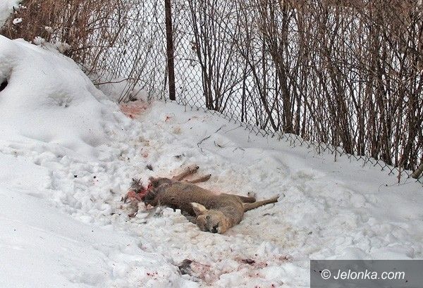 JELENIA GÓRA: Dzikie zwierzęta miejskim problemem