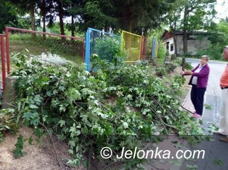 Jagniątków/region: Ozdobne krzewy w Jagniątkowie – zniszczone czy nie?