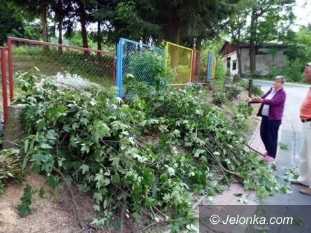 Jagniątków/region: Ozdobne krzewy w Jagniątkowie – zniszczone czy nie?