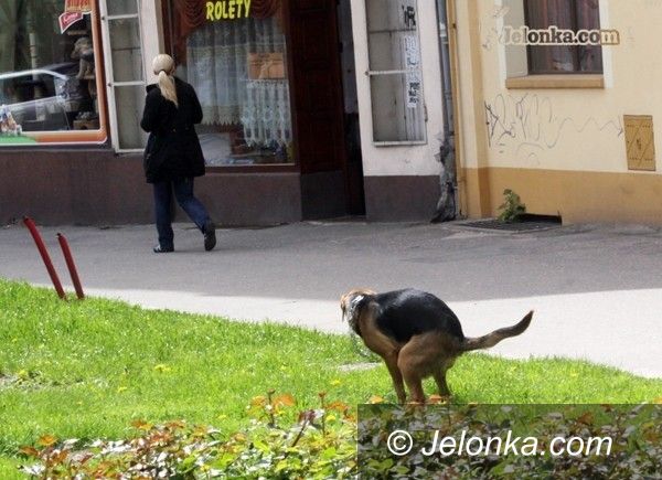 JELENIA GÓRA: Czy na ulice Jeleniej Góry powróci hycel?
