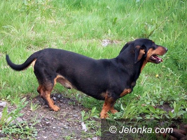 JELENIA GÓRA: Zaginął pies. Uciekł ze schroniska dla małych zwierząt?