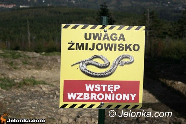 REGION KRAJ: Myślała, że gad ją ukąsi... Odpowie przed sądem