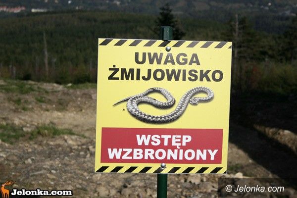 REGION KRAJ: Myślała, że gad ją ukąsi... Odpowie przed sądem