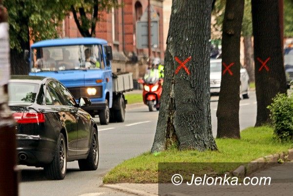 JELENIA GÓRA: Ogołocą al. Wojska Polskiego z drzew. Bo zagrażają bezpieczeństwu