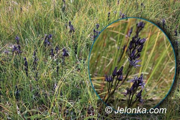 KARKONOSZE: Niebielistka narażona na wyginiecie, do zobaczenia w Karkonoszach