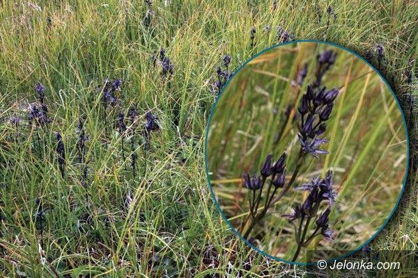 KARKONOSZE: Niebielistka narażona na wyginiecie, do zobaczenia w Karkonoszach