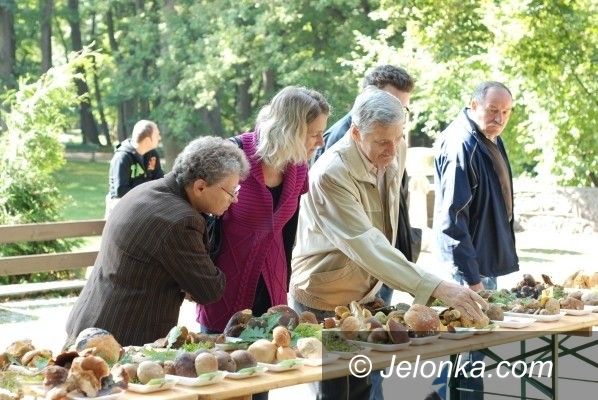 JELENIA GÓRA: Grzybów będzie w bród. W Cieplicach