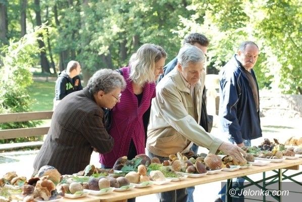 JELENIA GÓRA: Grzybów będzie w bród. W Cieplicach