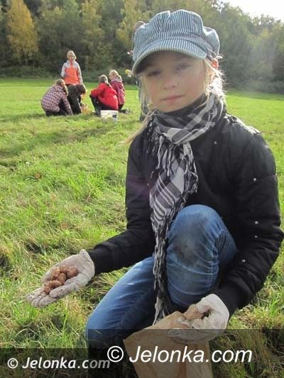 JELENIA GÓRA: Łąka krokusów pełna. Wiosną będzie pięknie