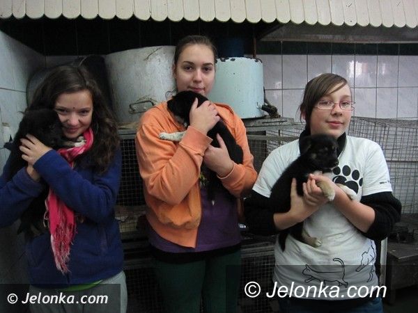 JELENIA GÓRA: Do serca przytul psa, weź na kolana kota