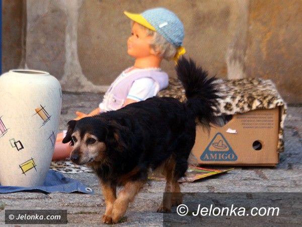 JELENIA GÓRA: Strażnicy dostaną czytniki psich czipów
