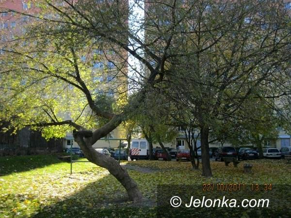 JELENIA GÓRA: Wycinają drzewa. Czy tylko chore i zagrażające bezpieczeństwu?