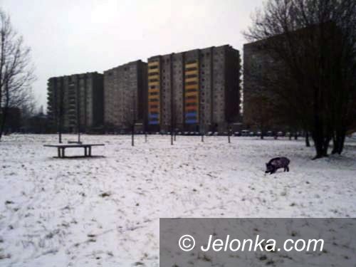 JELENIA GÓRA: Dzik jest dziki, dzik jest zły...