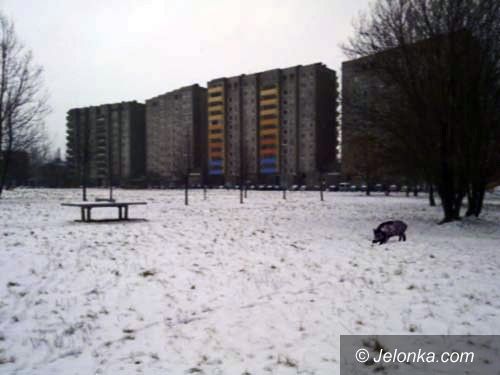 JELENIA GÓRA: Dzik jest dziki, dzik jest zły...