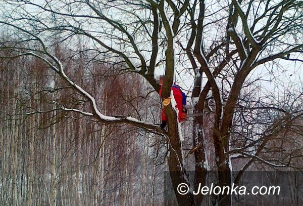 JELENIA GÓRA: Strażnicy złapali złodzieja drewna