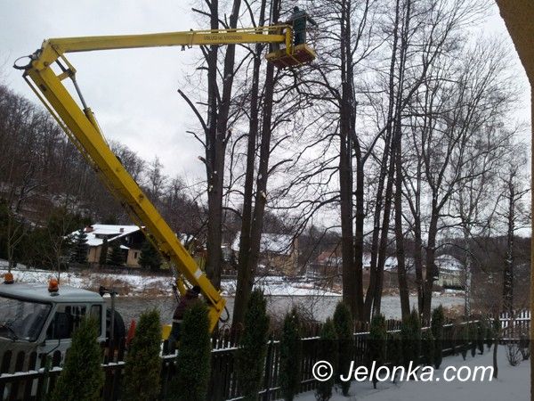 REGION JELENIOGÓRSKI: Wycinka „niebezpiecznych” drzew. Bo wyglądają na chore