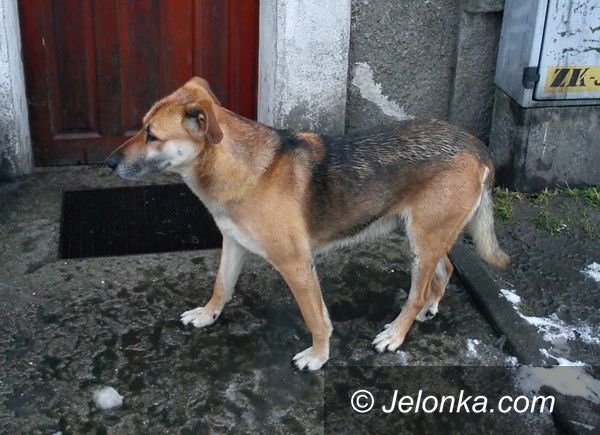 JELENIA GÓRA: Czyj to pies? Błąka się na ul. Spółdzielczej