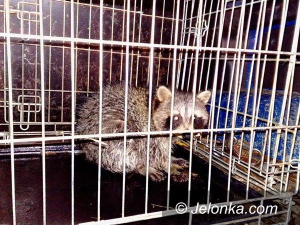 Jelenia Góra: Straż miejska ściągała szopa z drzewa
