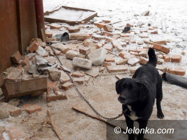 JELENIA GÓRA: Pies miał budę, ale ją zjadł – tłumaczył dręczyciel zwierzęcia